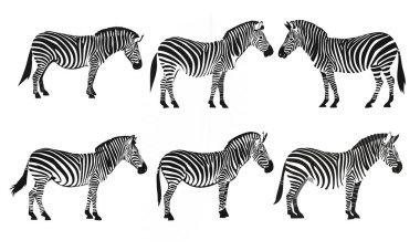 Beyaz arkaplanda izole edilmiş siyah ve beyaz zebra siluetleri, vektör illüstrasyonu