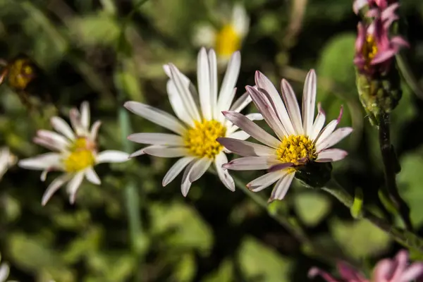 Beyaz taç yaprakları ve güneş ışığı altında sarı merkezli yeşil papatyalar..