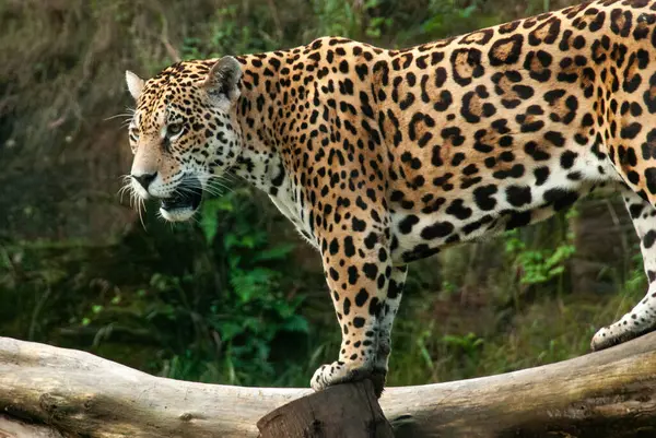 Jaguar ormanda bir kütüğün üzerinde yürüyor, keskin bir detay ve vahşi bir ifadeyle yakalandı..