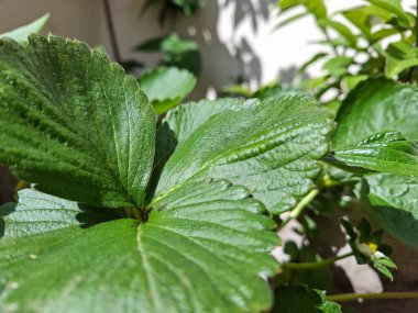 Güneş ışığı altında canlı yeşil yaprakların yakın çekimi doğal dokuyu ve botanik detayları ortaya çıkarıyor..
