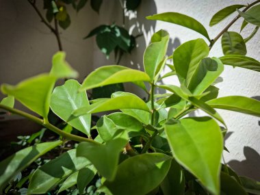 Güneşli bir köşedeki yeşil yapraklı dal, küçük alanlardaki doğal yaşamın basitliğini ve tazeliğini yakalıyor..