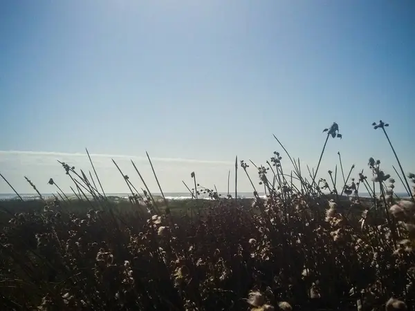Ön planda mavi gökyüzü ve arka planda deniz olan kıyı bitkileri, sakin, esintili doğal bir manzara yakalıyor..