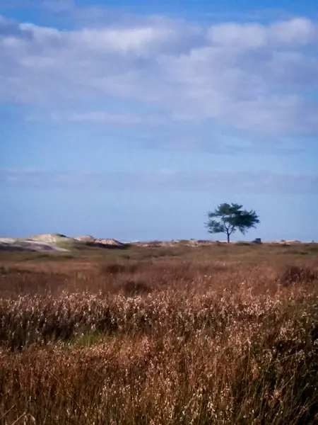 Açık alanda kuru otlar ve uzakta bir yalnız ağaç, parçalı bulutlu bir gökyüzünün altında, huzuru ve iç gözlem çağrıştırıyor..