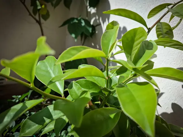 Güneşli bir köşedeki yeşil yapraklı dal, küçük alanlardaki doğal yaşamın basitliğini ve tazeliğini yakalıyor..