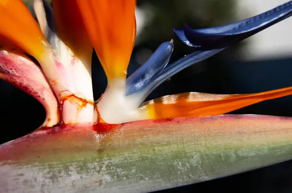 Bir cennet kuşunun canlı yakın çekimi, yoğun renkler ve heykel şekilleri sergiliyor..