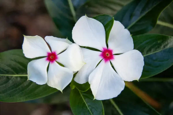 Yeşil yaprakların arasında canlı pembe merkezleri olan iki beyaz çiçek. Doğal güzelliğin yumuşak ve narin bir portresi.