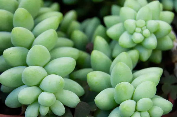 Etli yaprakları ve yumuşak dokusu olan sulu suların yakın çekimi, uyumlu doğal bir bileşim oluşturur..