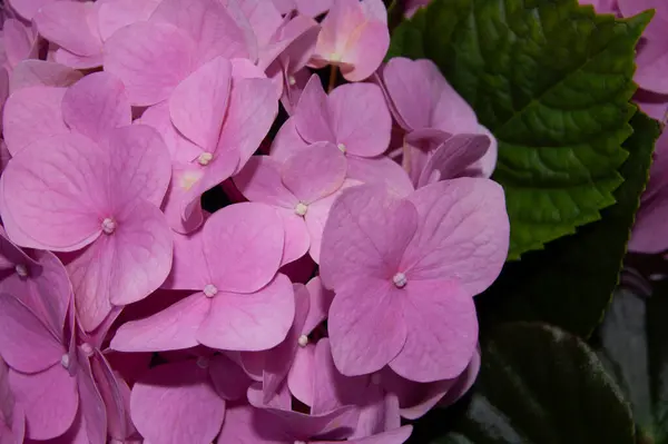 Pembe ortanca çiçeklerinin ayrıntıları, narin taç yaprağı dokusu ve zıt yeşil yapraklar..