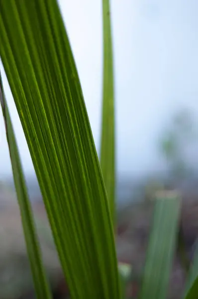 Detaylı dokusu ve bulanık arkaplanı olan bir yaprağın yakın çekimi, yeşil tonlarını ve doğal şekillerin güzelliğini gösteriyor..