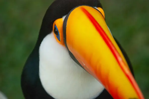 Bir Tukan 'ın yakın çekim görüntüsü, parlak sarı, turuncu ve kırmızı gagasını, mavi gözünün detaylarıyla vurguluyor..