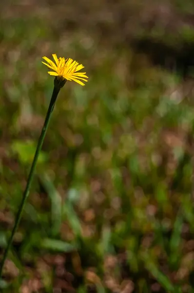 Tek bir sarı çiçek, bulanık yeşil ve kahverengi otlarla çevrili bir tarlada duruyor..