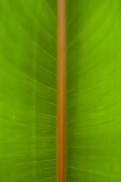 Görünür desenli bir yaprağın kırmızı merkezi damarı ve canlı yeşil tonları vurgulayan makro fotoğrafı..