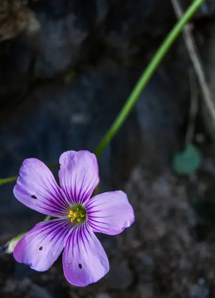 Mor bir çiçeğin makroskobu, koyu bir arkaplanda izole edilmiş, yapraklarını renklendiriyor..