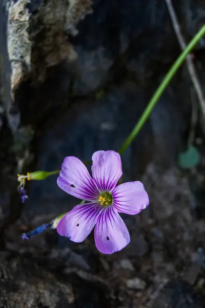 Çizgili beş yapraklı narin mor çiçek, koyu kayalık arka planda karşıt..