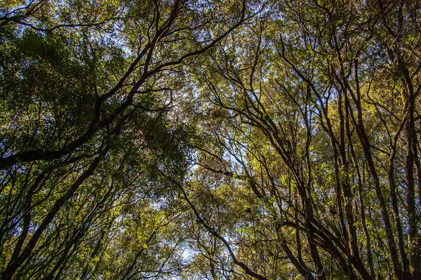 Ağaç gölgeliklerinin yoğun olduğu ve dalların arasından süzülen doğal ışığın olduğu bir ormanın altından bak..