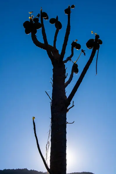 Çıplak, egzotik bir ağacın silueti. Dalları ve yaprakları seyrek. Derin mavi bir gökyüzüne karşı..