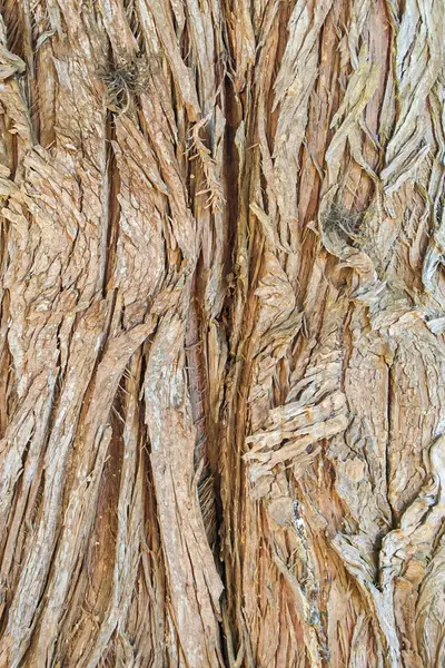 Fibröz ağaç kabuğunun yakın çekimi, kırsal dokuları ve toprak tonlardaki doğal desenleri gösterir..