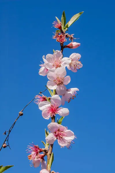 Çiçek açan şeftali çiçeklerinin bir dalı açık mavi bir gökyüzüne doğru uzanıyor. Baharın narin güzelliği gözler önüne seriliyor.