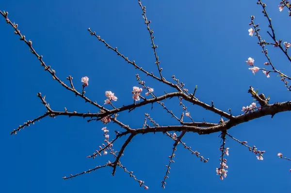 Narin şeftali çiçekleriyle dolu bir dal canlı mavi gökyüzüne doğru filizleniyor. İlkbaharın ince ve şiirsel bir yansıması.