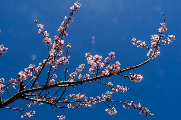 Narin açan dallar, canlı mavi bir gökyüzüne karşı duruyor. Baharın güzelliğini kutluyorlar..