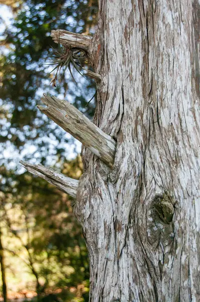 Kuru dalları ve pürüzlü kabuk dokusuyla bir ağaç gövdesine yakın plan, bulanık arka plan ile bir ormanda yakalandı..