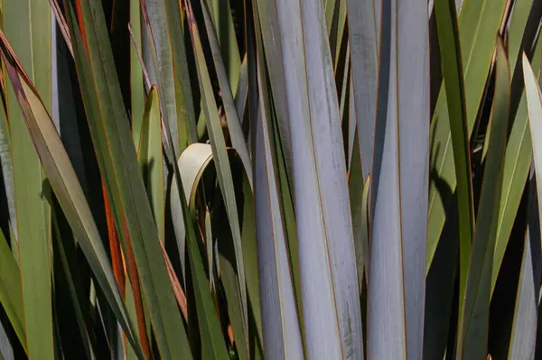 Kuru kenarları ve kıvrımları olan yeşil ve mavimsi yapraklar doğal bir şekil, ışık ve gölge deseni oluşturur..