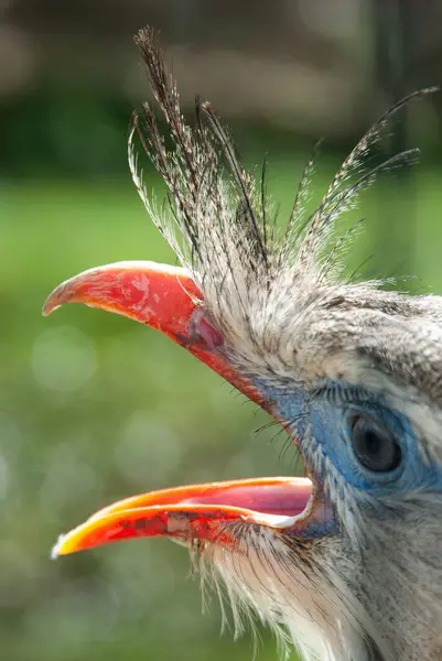 Yükselen tüyleri ve açık gagası olan egzotik bir kuşun yakın çekimi, canlı detaylarını ve yoğun bakışlarını vurguluyor..