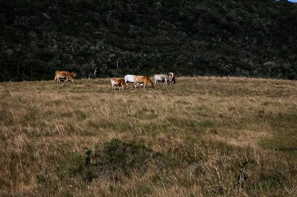Doğal bitki örtüsü ve huzurlu bir kırsal alan ile çevrili açık bir alanda sığırlar özgürce otluyor..