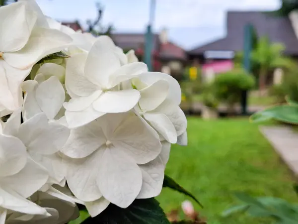 Çiçek açan beyaz ortancaya yakın plan, bulanık şehir bahçesi arka planı ve bahar atmosferi.