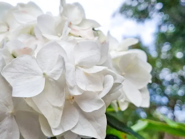 Bulanık doğa arka planına sahip beyaz ortancaya yakın çekim, incelik ve dinginliği yakalıyor.