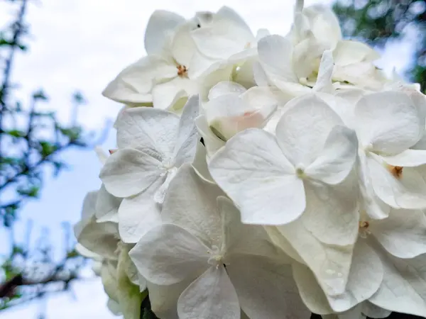 Mavi gökyüzüne odaklanmış beyaz ortanca, hafiflik, saflık ve dinginliği çağrıştırıyor..