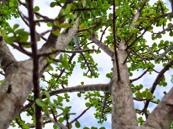Yeşil yapraklı bir ağacın alçak açılı görüntüsü, dalları mavi gökyüzüne vuruyor..