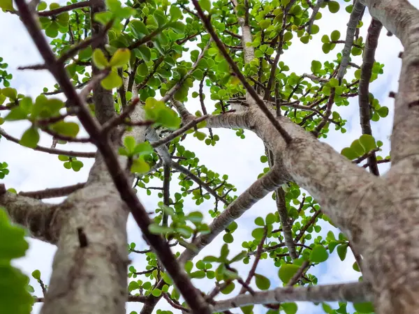 Aşağıdan görünen bir ağacın fotoğrafı, yeşil dalları ve yaprakları açık gökyüzüne karşı..