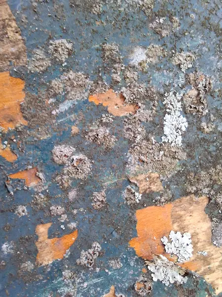 Kabuğu soyulmuş eski ahşap, organik lekeler ve beyaz zambaklar. Kırsal dokular, doğal görünüş veya tasarım geçmişi için mükemmel..