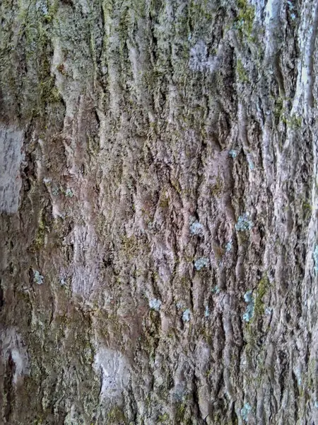 Yüzeyinde doğal detayları ve mikroskobik yaşamı ortaya çıkaran, pürüzlü dokusu ve yeşilimsi yosunlara sahip bir ağaç kabuğunun yakın çekimi..