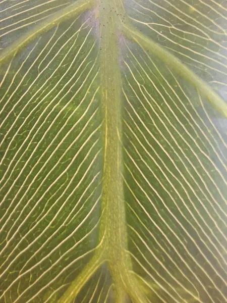 İyi tanımlanmış damarları olan yeşil bir yaprağın yakın çekimi dolaşım sistemine benzeyen doğal ve simetrik desenleri ortaya çıkarıyor..