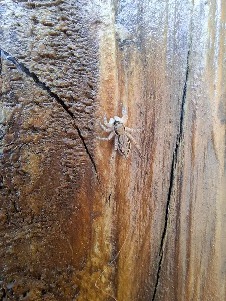 Tahtanın üzerinde kamufle edilmiş örümcek, sadece dikkatli gözlere görünür. İnce bir gizli doğa anı..