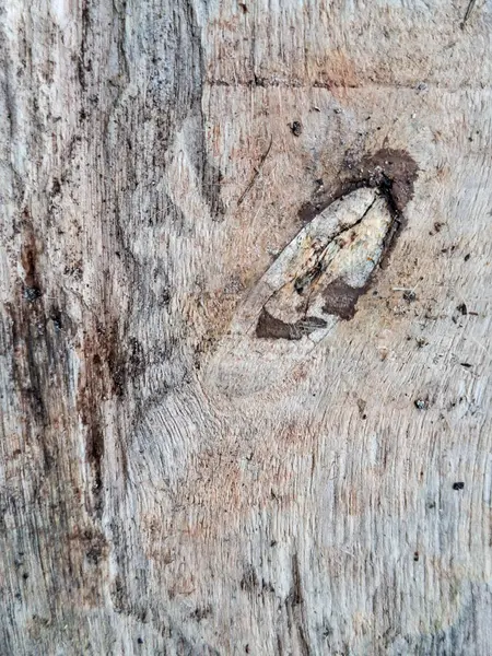 Doğal işaretli ahşabın yakın plan görüntüsü, koyu bir düğüm ve tahılı ve kırsal yüzeyi gösteren zengin dokular..