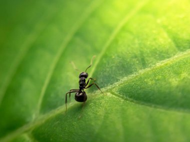 Tek bir siyah karınca güneş ışığında yeşil bir yaprak üzerinde yürüyor. Makro açıdan çekilen canlı renk ve damar dokusu doğal, taze ve dinamik ortamını geliştirir..