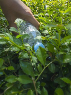 Endonezya, Asya 'da çevreci bir farkındalık ve temizlik eylemini gösteren, yeşil çalılardan plastik bir şişe alan bir elin yakın plan çekimi..