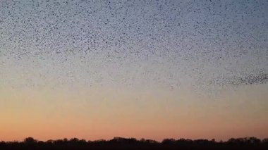 Starling kuşları kış gününün sonlarında ilkbaharda gökyüzünde mırıldanırlar. Gökyüzünde büyük sığırcık sürüleri (Sturnidae) gece olmadan şekil değiştiren bulutlarda hareket ederler..