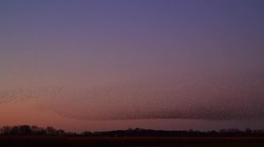 Starling kuşları kış gününün sonlarında ilkbaharda gökyüzünde mırıldanırlar. Gökyüzünde büyük sığırcık sürüleri (Sturnidae) gece olmadan şekil değiştiren bulutlarda hareket ederler..