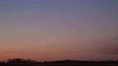 Starling kuşları kış gününün sonlarında ilkbaharda gökyüzünde mırıldanırlar. Gökyüzünde büyük sığırcık sürüleri (Sturnidae) gece olmadan şekil değiştiren bulutlarda hareket ederler..