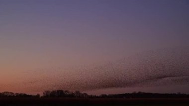 Starling kuşları kış gününün sonlarında ilkbaharda gökyüzünde mırıldanırlar. Gökyüzünde büyük sığırcık sürüleri (Sturnidae) gece olmadan şekil değiştiren bulutlarda hareket ederler..