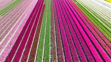 Lale tarlası hava aracı Kuzey Hollanda 'daki güzel renkli lale tarlaları üzerinde uçuyor. İlkbaharda Hollanda 'da lale tarlaları çeşitli alanları renklendirir.