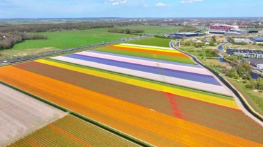 Lale tarlası hava aracı Kuzey Hollanda 'daki güzel renkli lale tarlaları üzerinde uçuyor. İlkbaharda Hollanda 'da lale tarlaları çeşitli alanları renklendirir.