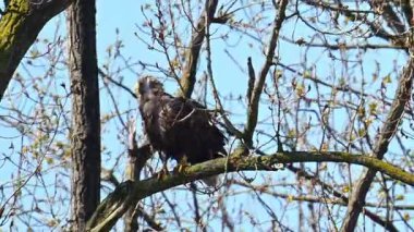 Beyaz kuyruklu kartal ya da Deniz Kartalı kış günü bir ağacın tepesinde oturuyor. Yırtıcı kuşlar etrafa bakınıyor.