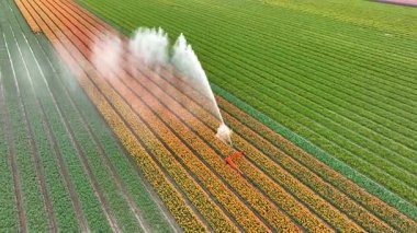 İlkbahar havası görüntüleri sırasında tarımsal sulama pivot tabancası lale tarlasına su püskürtüyor..