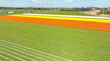 Lale tarlası hava aracı Kuzey Hollanda 'daki güzel renkli lale tarlaları üzerinde uçuyor. İlkbaharda Hollanda 'da lale tarlaları çeşitli alanları renklendirir.