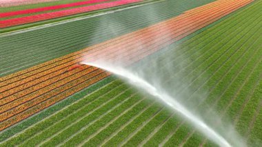 İlkbahar havası görüntüleri sırasında tarımsal sulama pivot tabancası lale tarlasına su püskürtüyor..